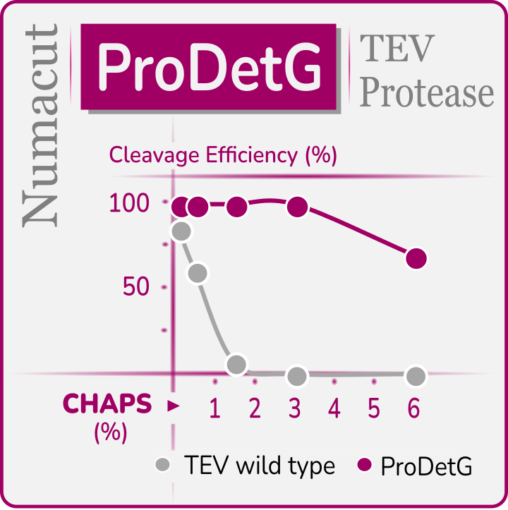 ProDetG TEV Protease