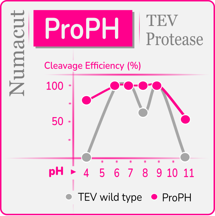 ProPH TEV Protease