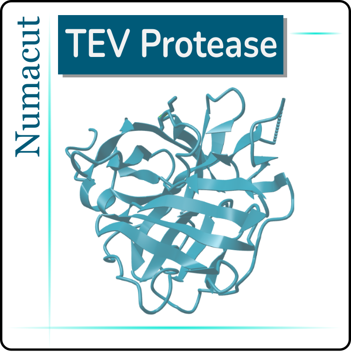 Numacut TEV Protease