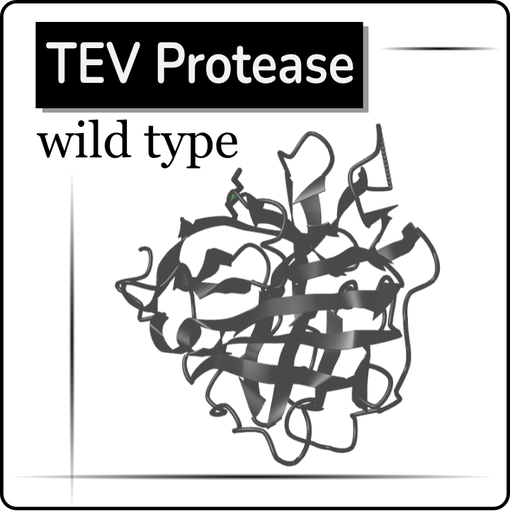 TEV Protease wild type
